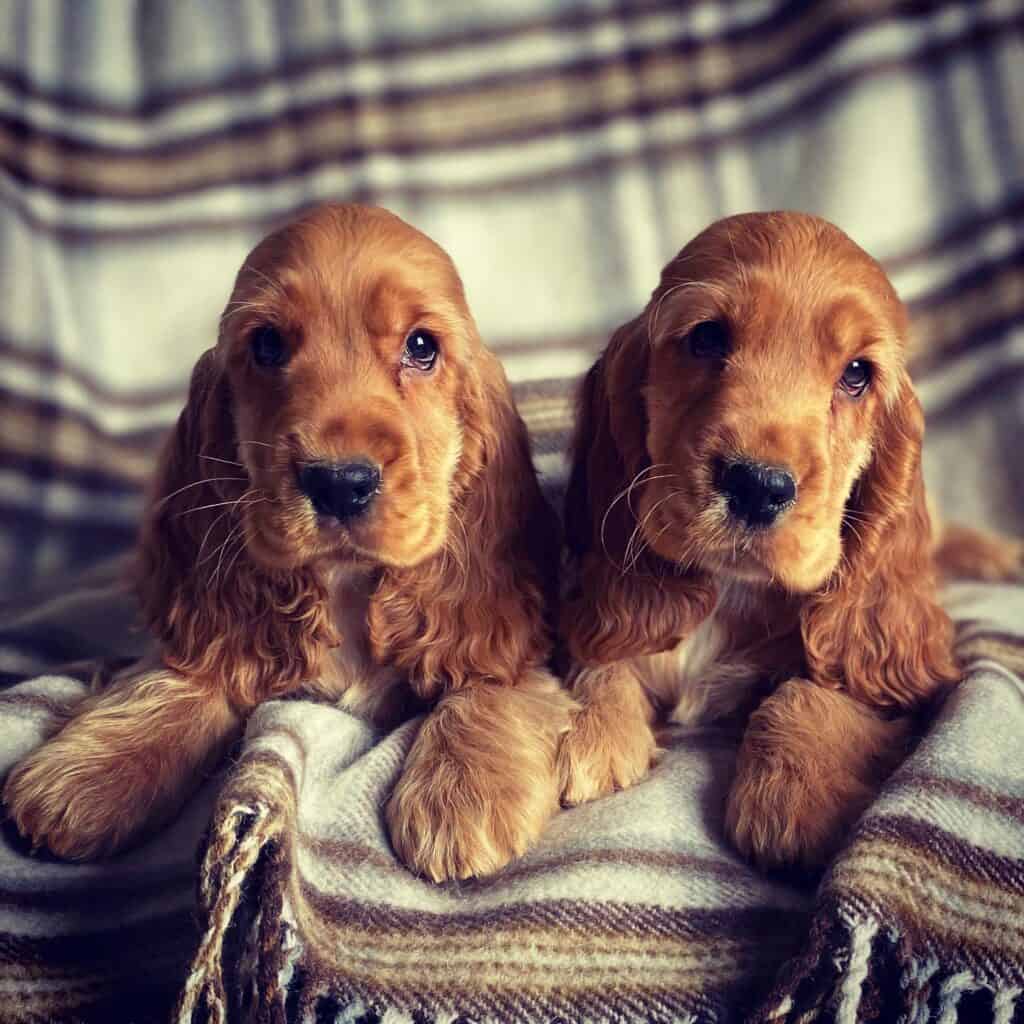 “How much is that doggy in the window?”