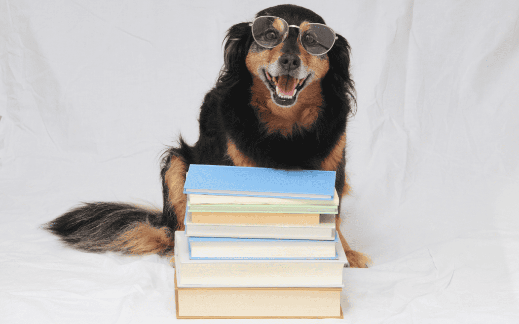 Dog Breeder Paperwork – Made Easy